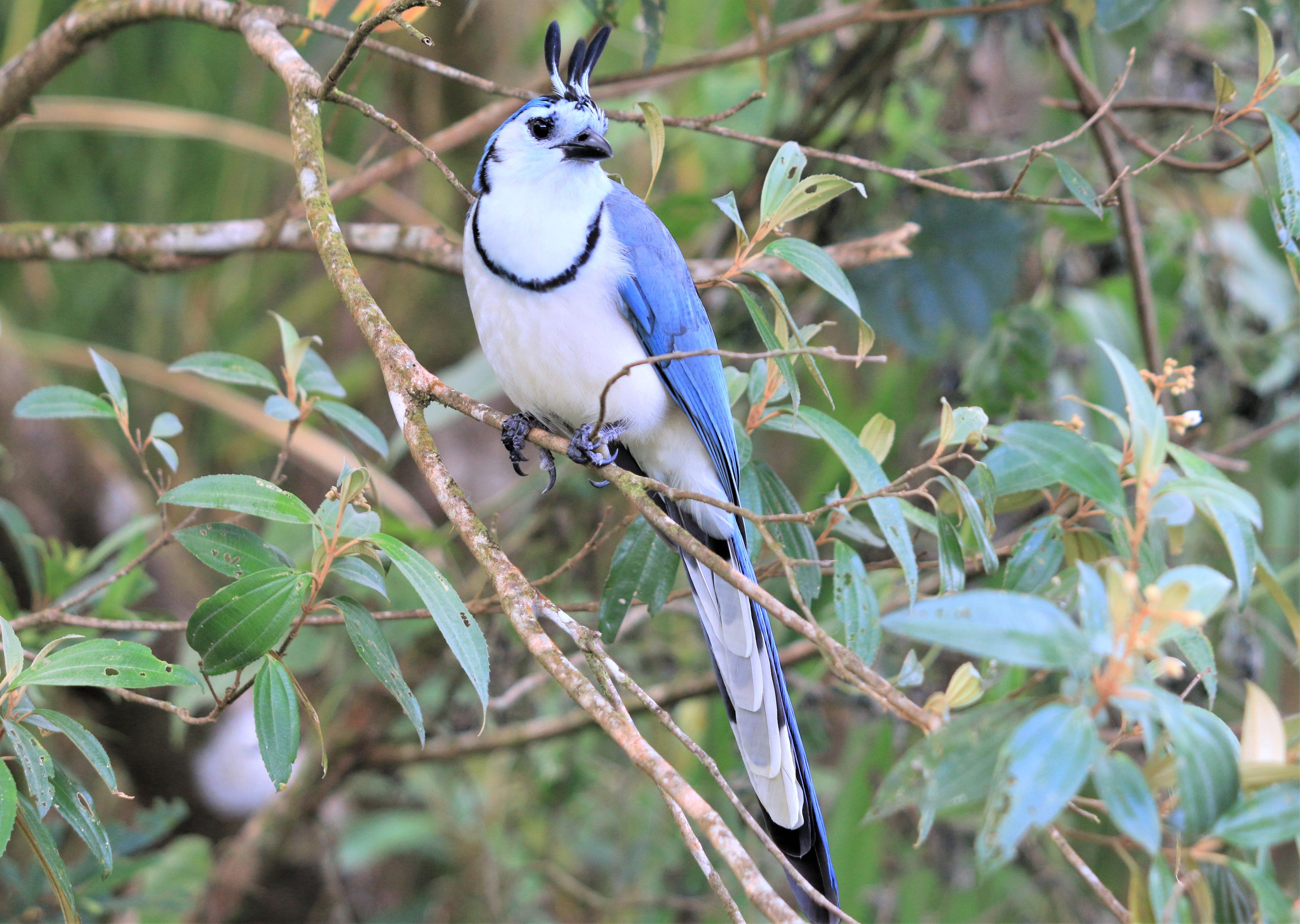 Costa Rica